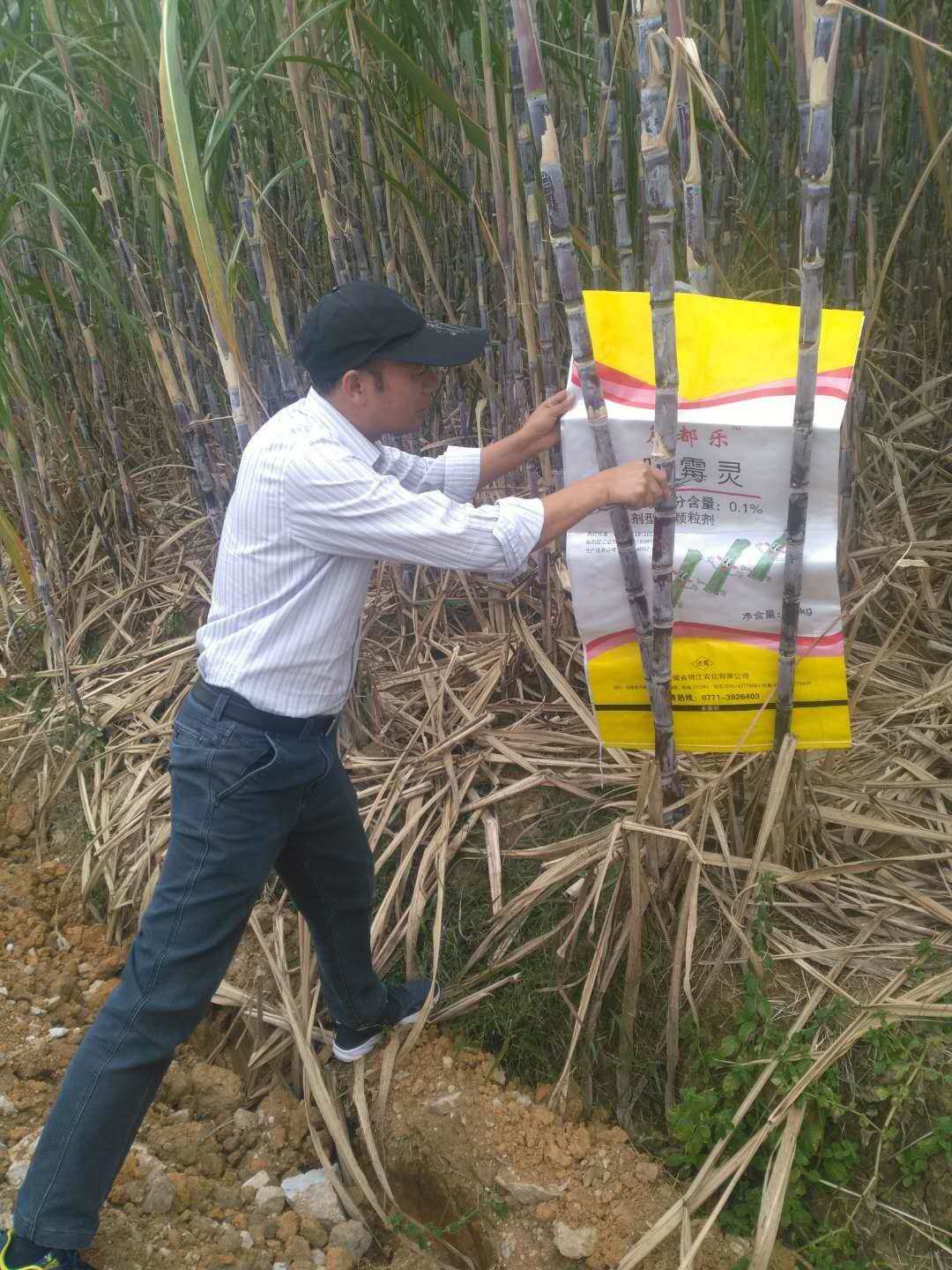 蔗都乐甘蔗防虫药肥寨隆镇
