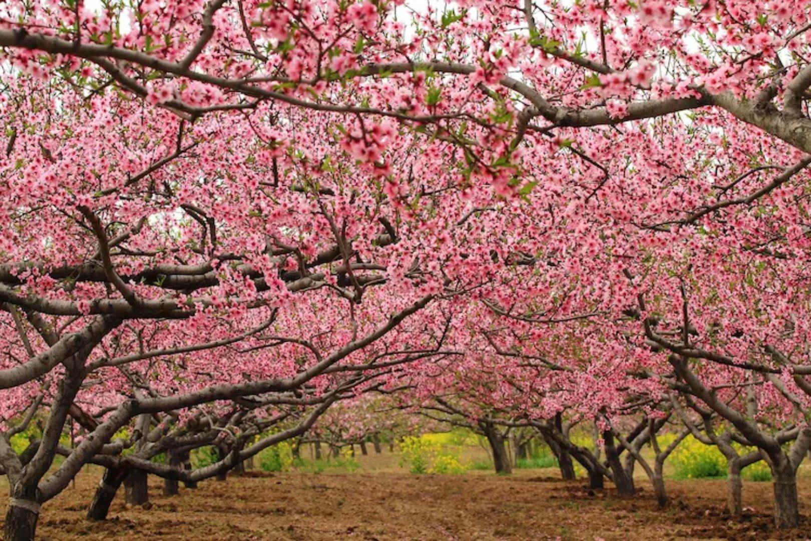 盛花期来临，成都孃孃最爱的桃花节赏桃花首次云揭幕！_四川在线