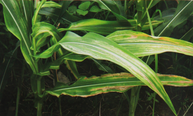 玉米霜霉病在玉米上均引起系统症状